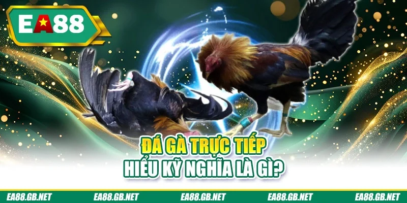 Đá Gà Trực Tiếp 2026 - Link Xem Nhanh, Hình Ảnh Sắc Nét 1 Đá gà trực tiếp hiểu kỹ nghĩa là gì?