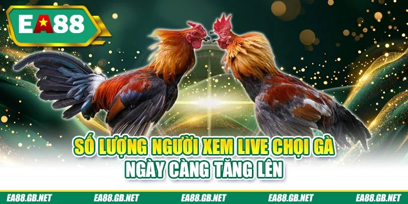 Đá Gà Trực Tiếp 2026 - Link Xem Nhanh, Hình Ảnh Sắc Nét 2 Số lượng người xem live chọi gà ngày càng tăng lên